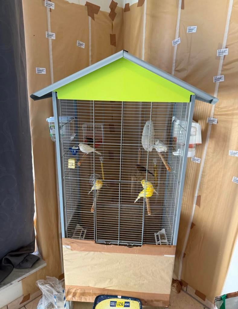 Kanaries te koop (11) met kooi, Dieren en Toebehoren, Ophalen, Zo goed als nieuw