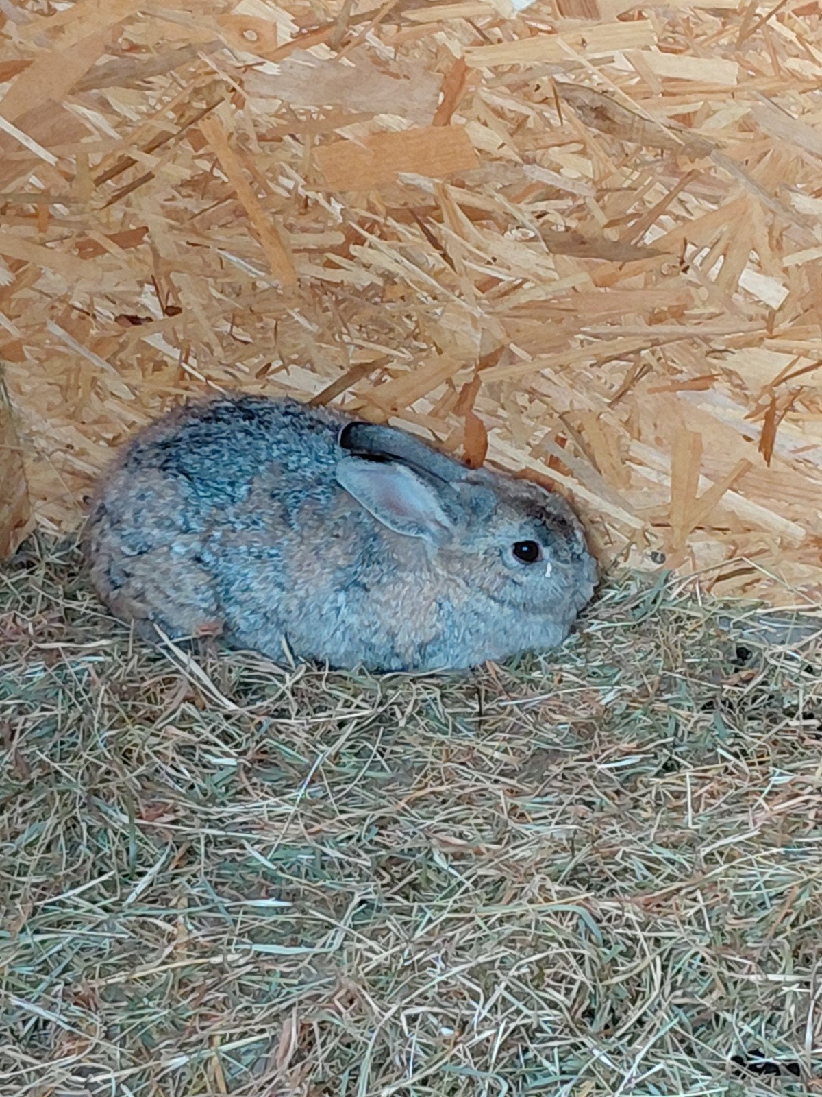 grote konijnen, Mars, Plusieurs animaux