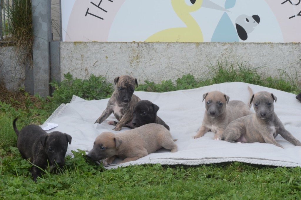 Whippet pups, Dieren en Toebehoren, België, Whippet, 8 tot 15 weken, Meerdere