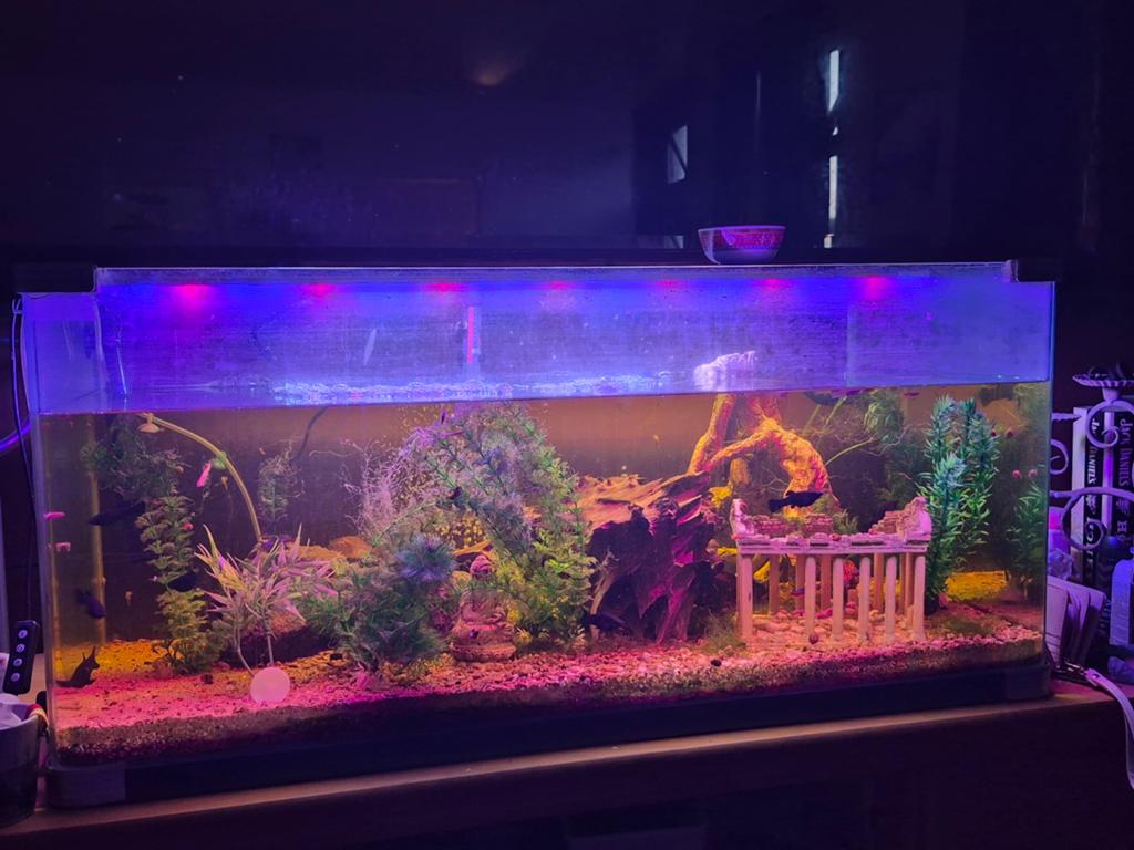 Compleet Volglas Aquarium 211 Liter  met RGB LED, Ophalen, JBL, Pomp, Zo goed als nieuw
