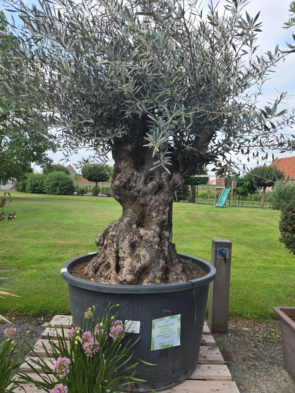 Olijfboom Olea Europaea, Tuin en Terras, Planten | Bomen, Ophalen, Olijfboom