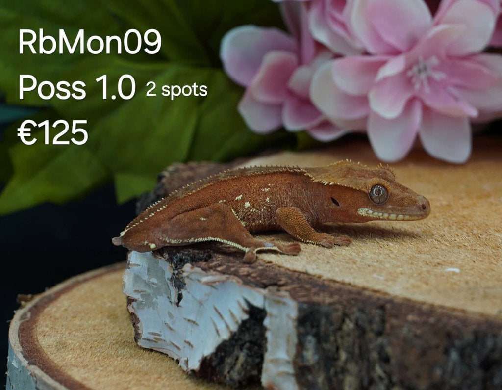 Mooie Verschillende wimpergekko's, man, vrouw, baby's, Lézard, Domestique, 0 à 2 ans