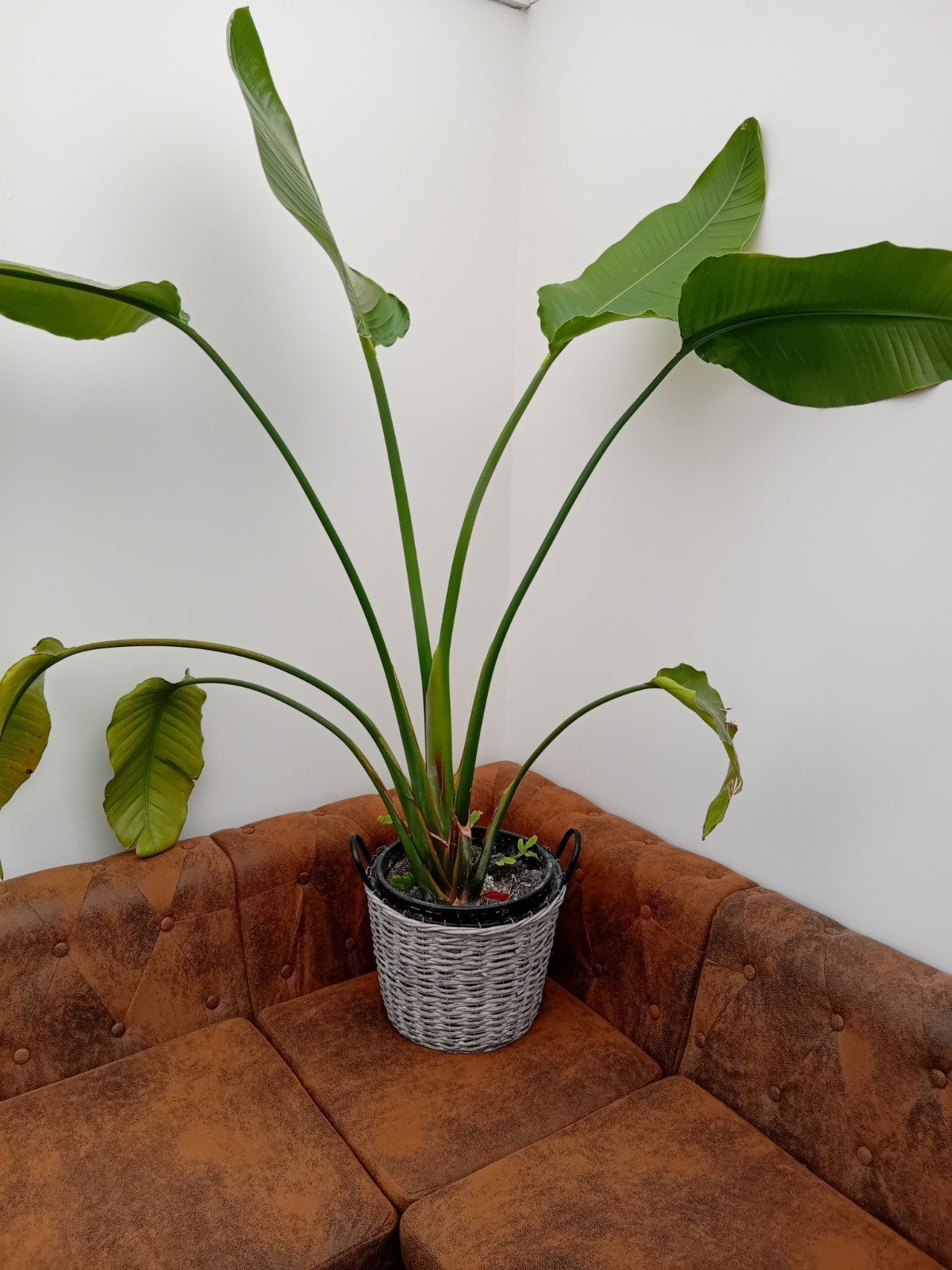 Strelitzia, Enlèvement