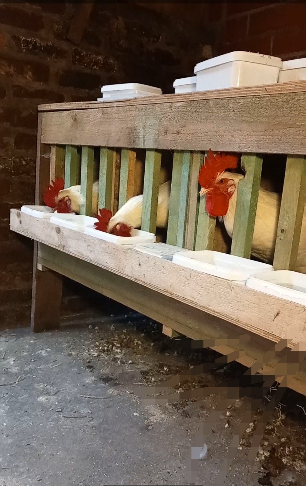 poule de bresse, Dieren en Toebehoren