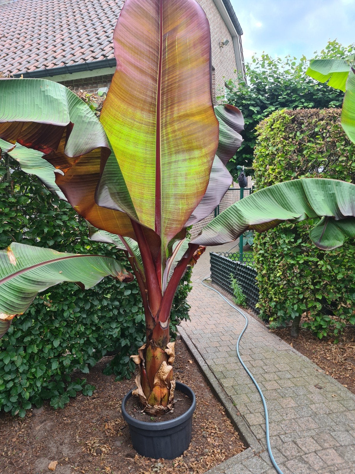 Ensete vitricosem maurelli, Tuin en Terras, Planten | Bomen, Ophalen