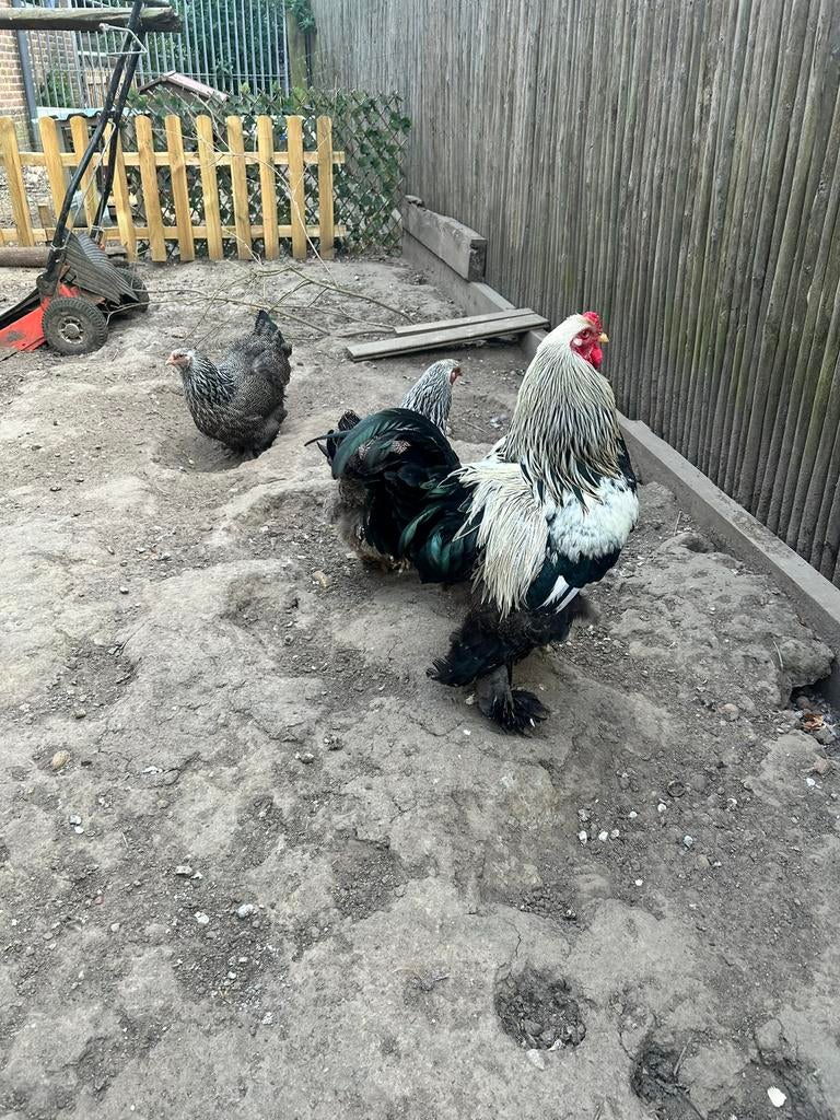 Broedeieren brahma zilver patrijs