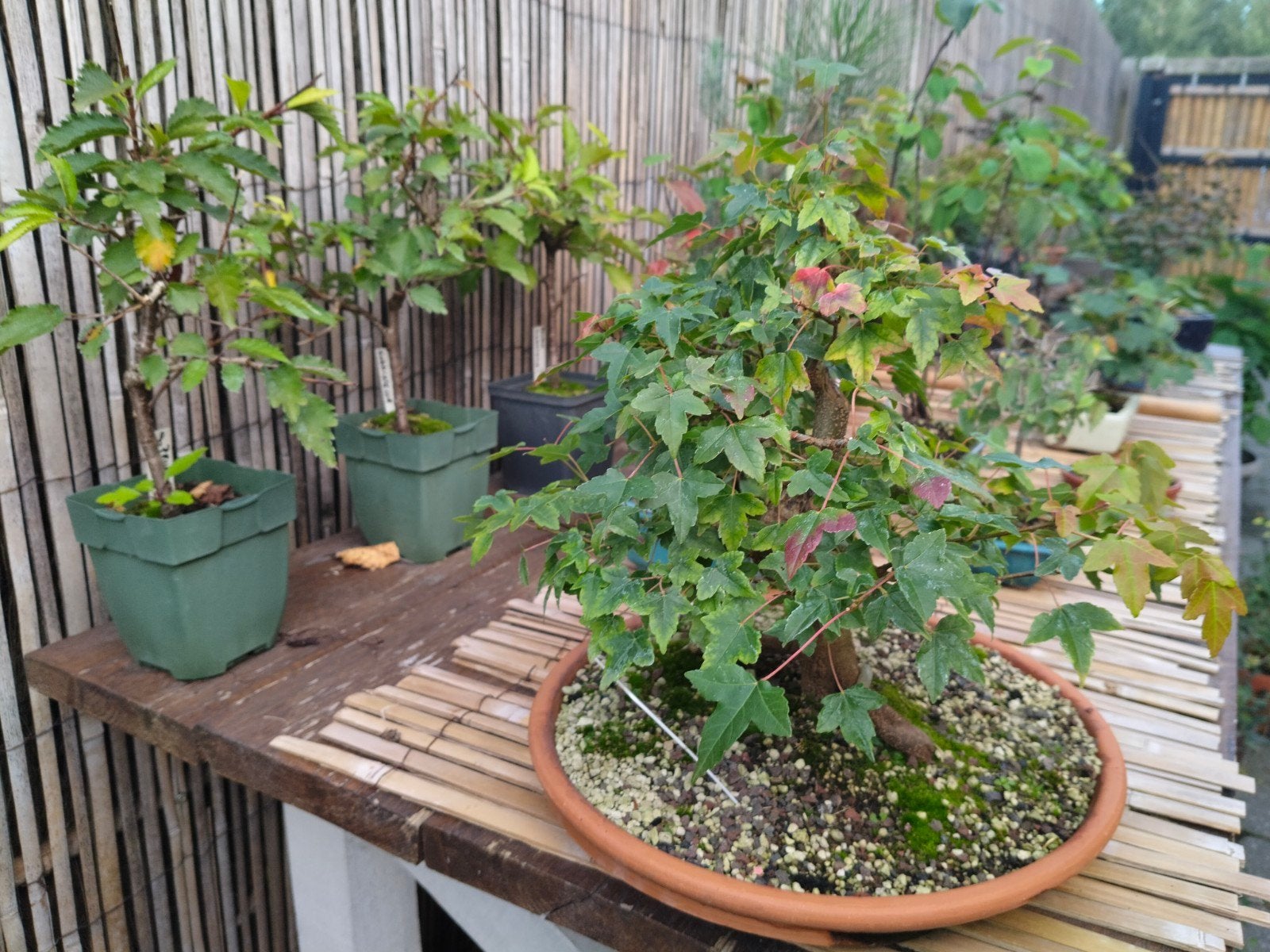 bonsai te koop, Enlèvement
