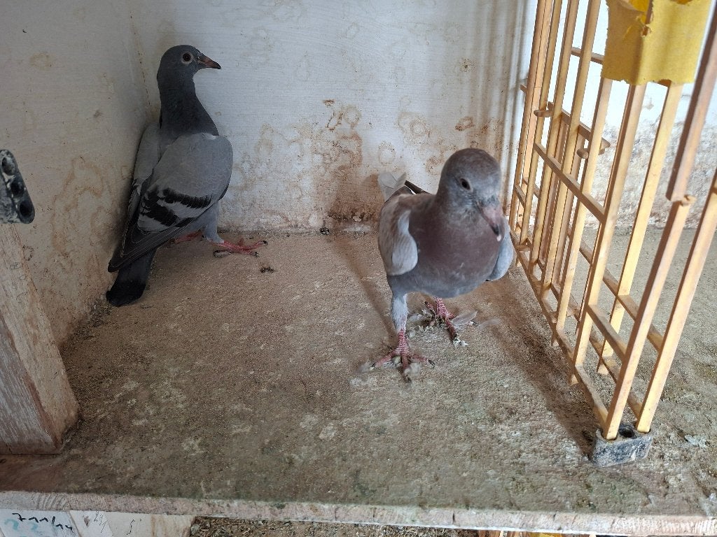 Te koop 2 jonge ongeringde vliegduiven, Animaux & Accessoires