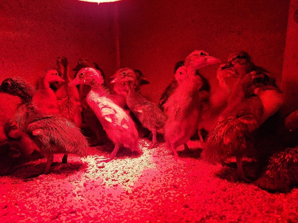 Kuikens van Indische loopeenden, Dieren en Toebehoren, Meerdere dieren, Eend