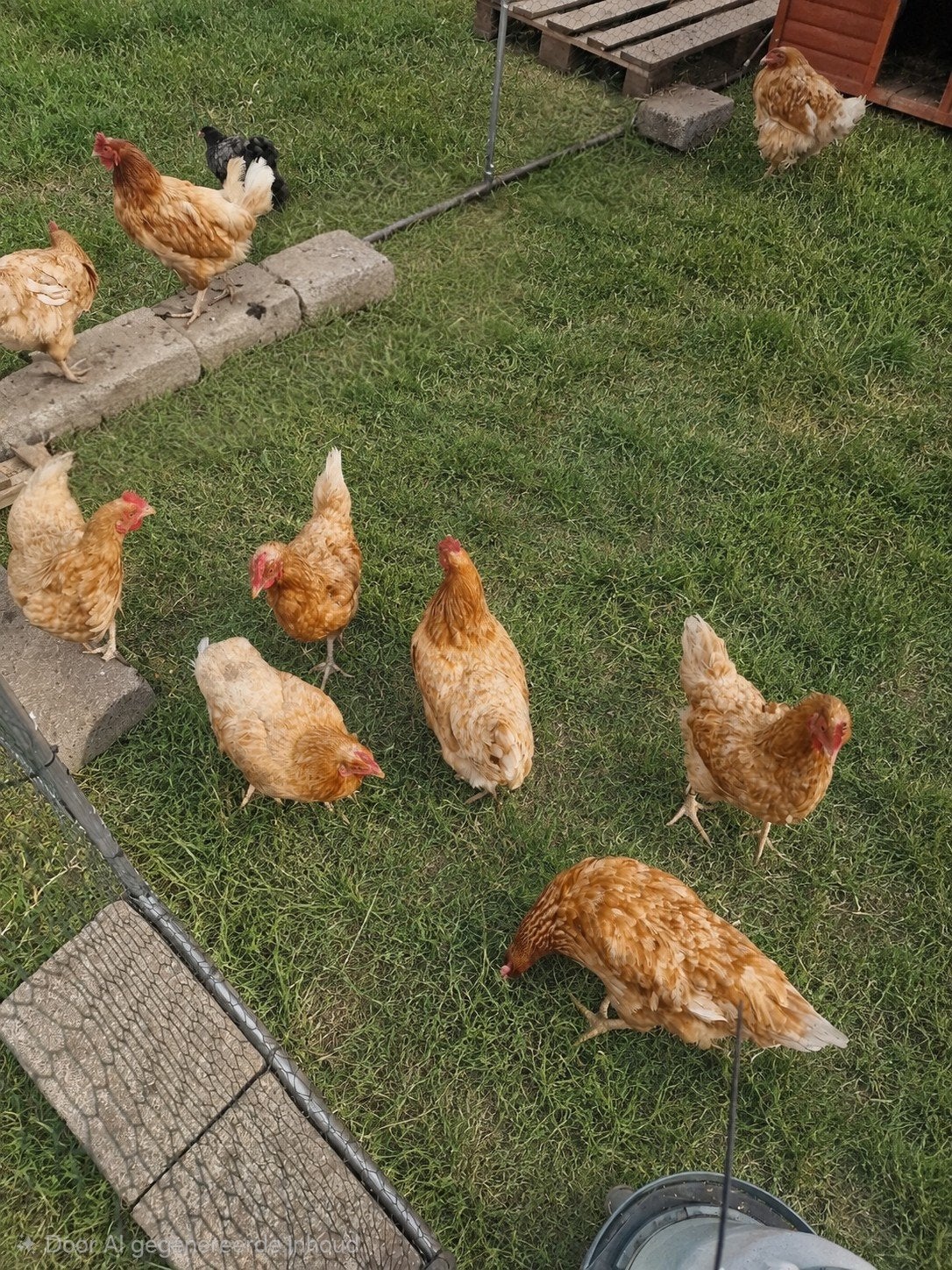 Poules pondeuses à vendre
