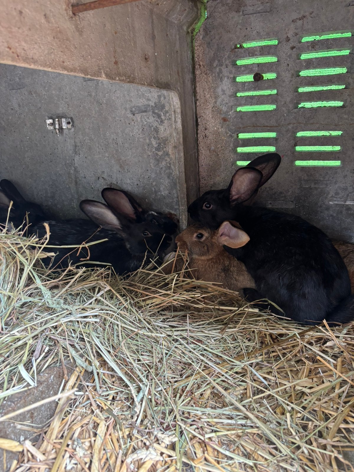 Lapin fermier, Femelle