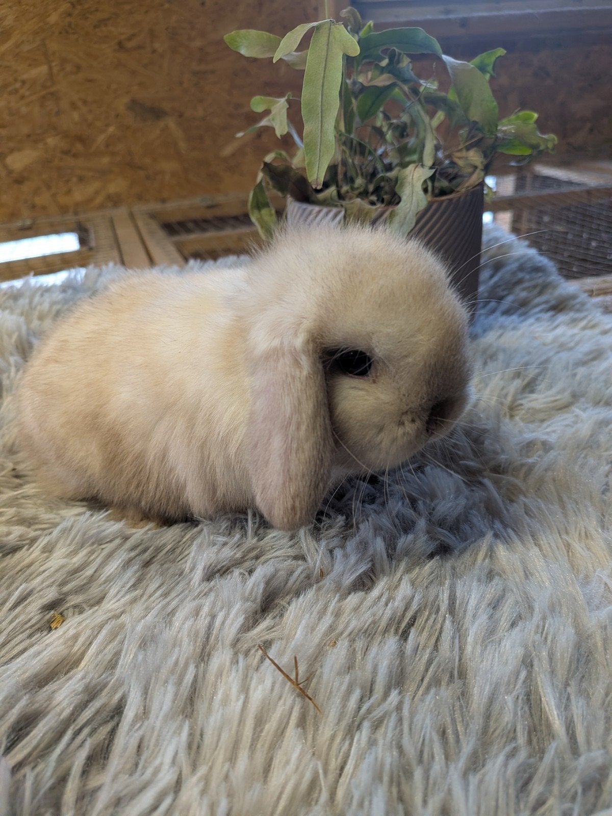 Lief tam Minilop rammelaartje, Dieren en Toebehoren, Konijnen