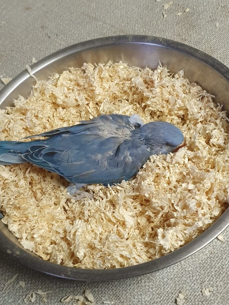 parkieten & baby & 3 weken & halsbandparkiet & papegaai, Dieren en Toebehoren, Geslacht onbekend, Parkiet, Geringd