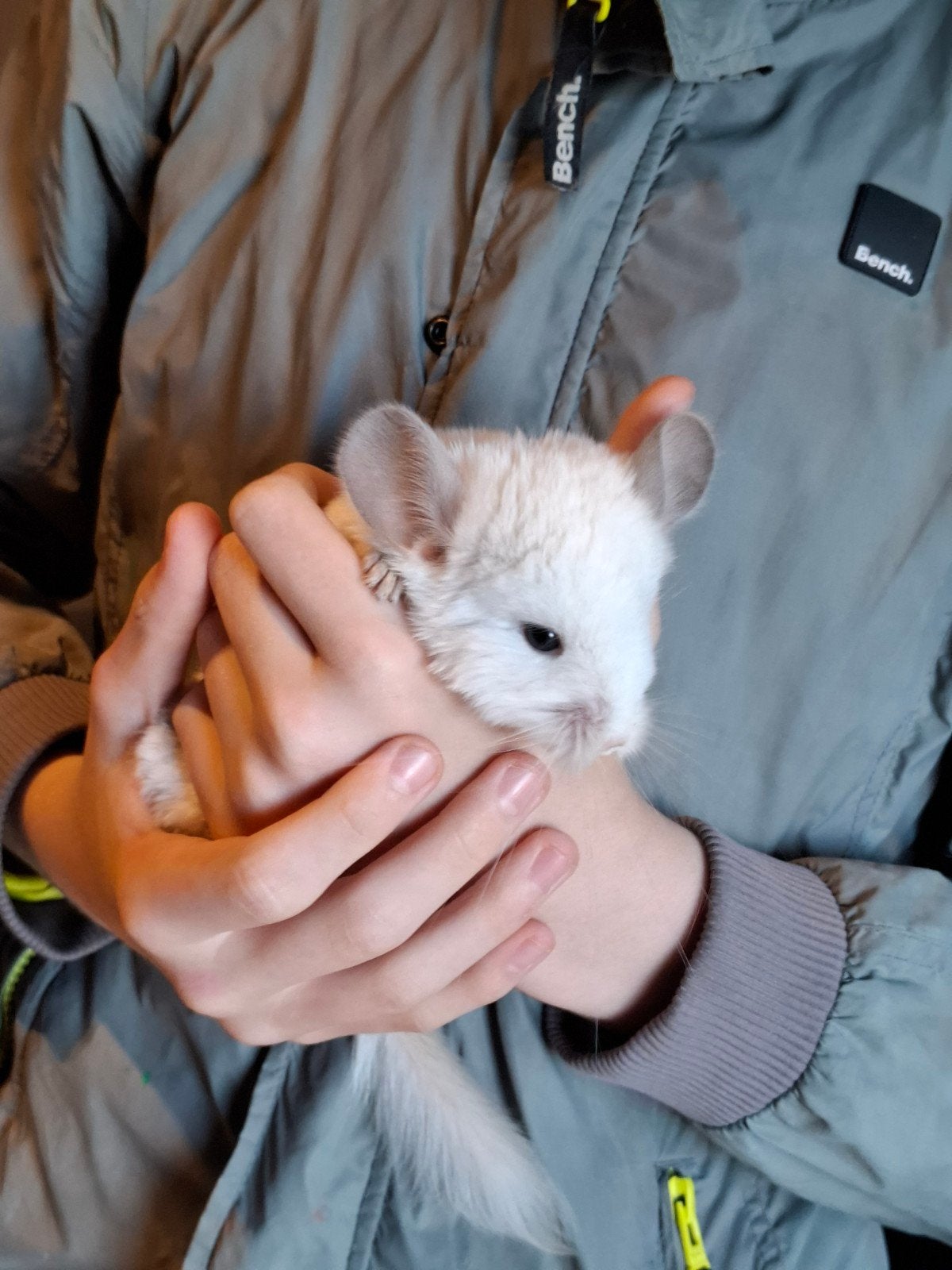 Zeer mooie mannelijke chinchilla Wilson Angora, 6 weken oud., Dieren en Toebehoren, Chinchilla, Mannelijk, Tam, September