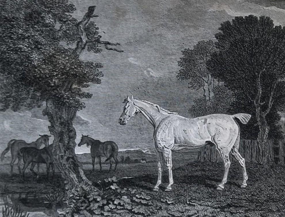 Turned out for Life - Squire (équitation), Antiquités & Art, Art | Eaux-fortes & Gravures, Enlèvement ou Envoi