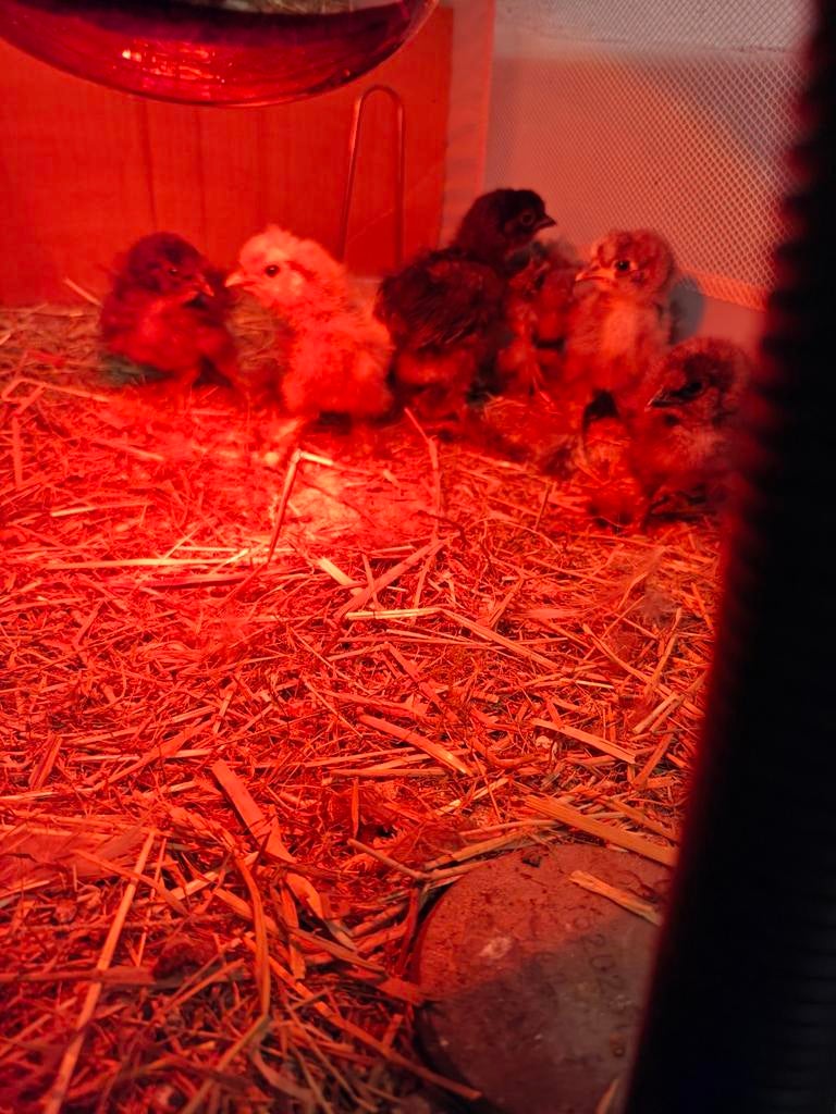 Zijdehoen kuikens, Dieren en Toebehoren, Geslacht onbekend, Kip