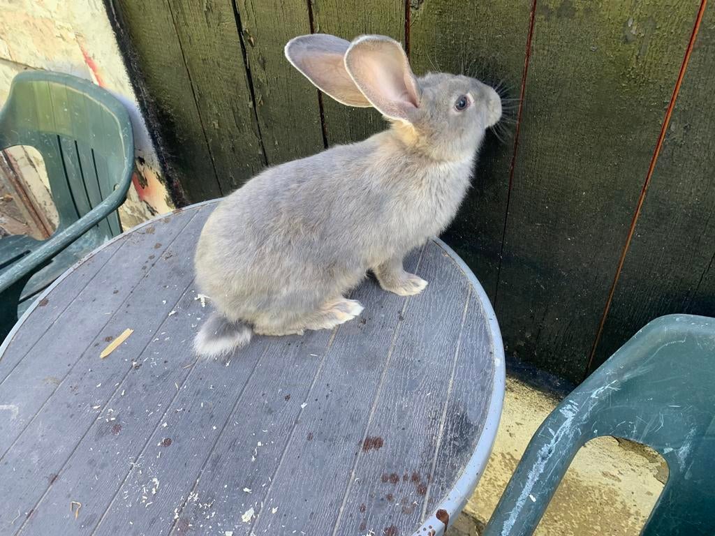 Geant des flandres, Enlèvement