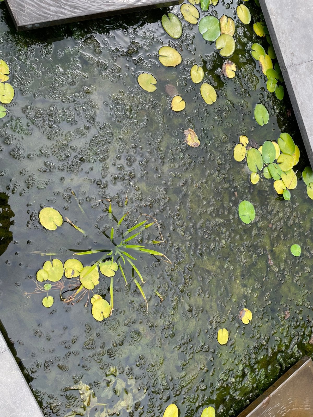 Gedoornd hoornblad, Tuin en Terras, Vijvers, Nieuw, Ophalen