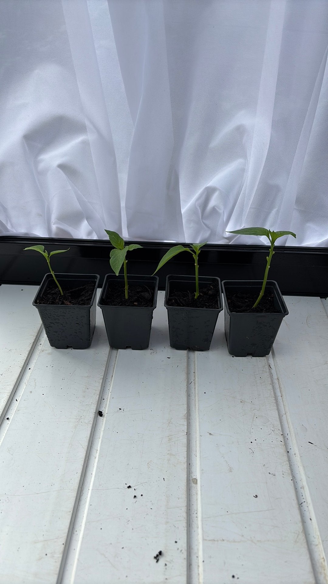 Paprika plant klein, Tuin en Terras, Ophalen, Zo goed als nieuw
