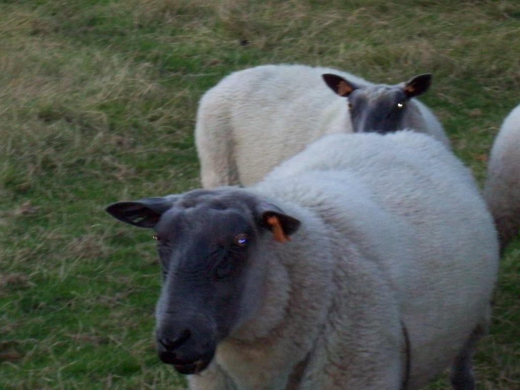 bleu de maine ooi te koop gevraagd, Vrouwelijk, Schaap