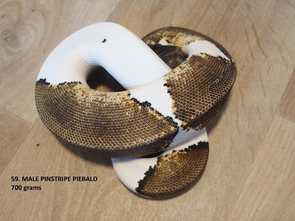 Koningspythons half en volwassen kweekdieren deel 3 Ball Python photo 11