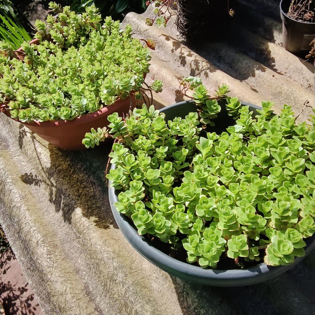 Sedum spurium, Mortsel, Tuin en Terras, Planten | Tuinplanten, Ophalen