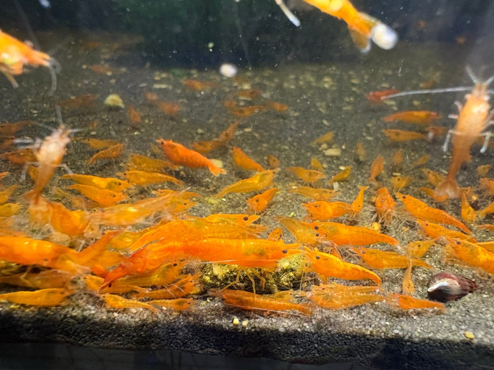 Orange sunkiss garnalen