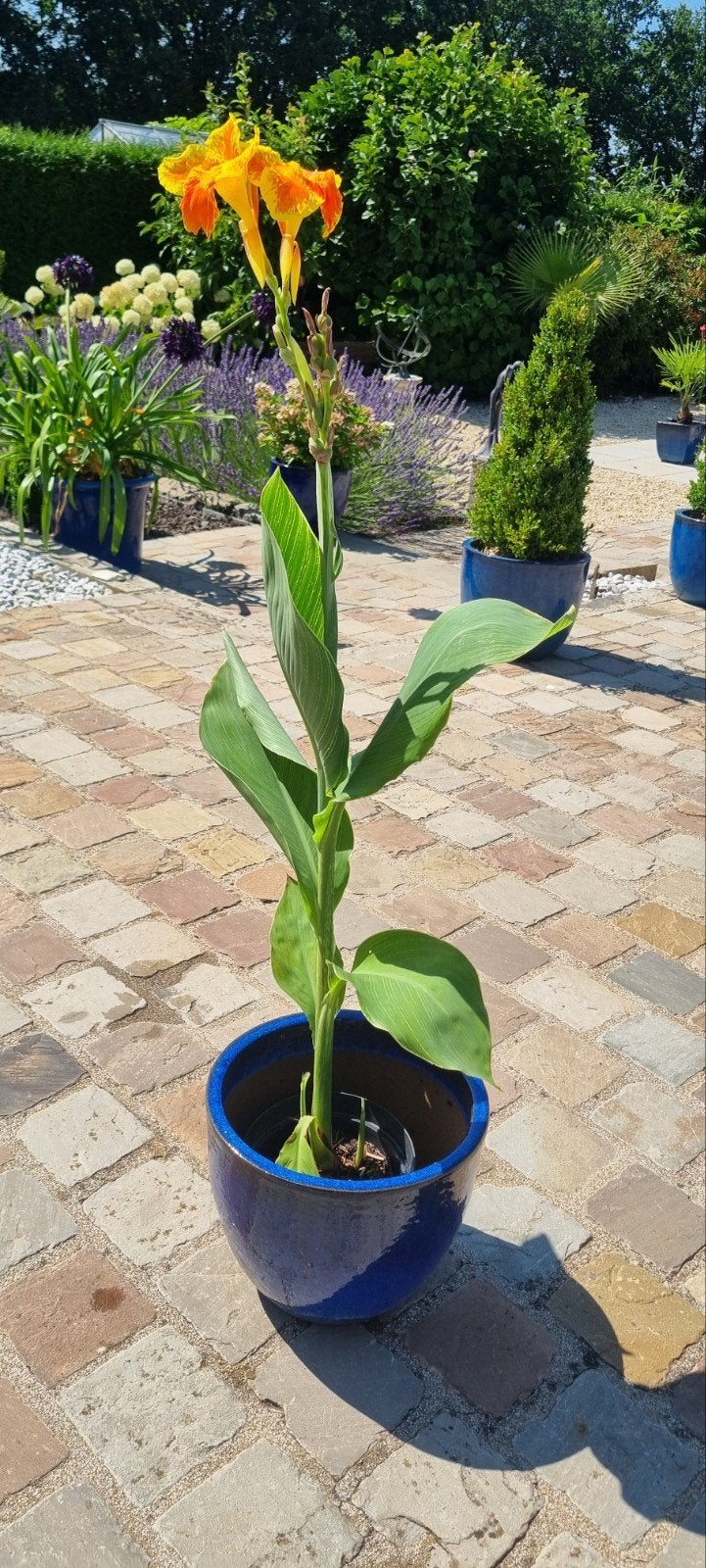 Canna Roma Tiger, Enlèvement