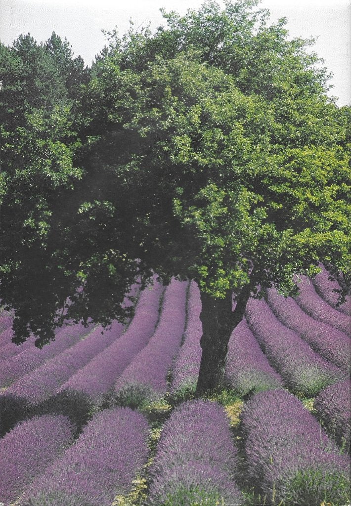 Provence en Camargue - Artis, Boeken, Prentenboeken en Plaatjesalbums, Ophalen of Verzenden, Gelezen, Artis historia, Prentenboek