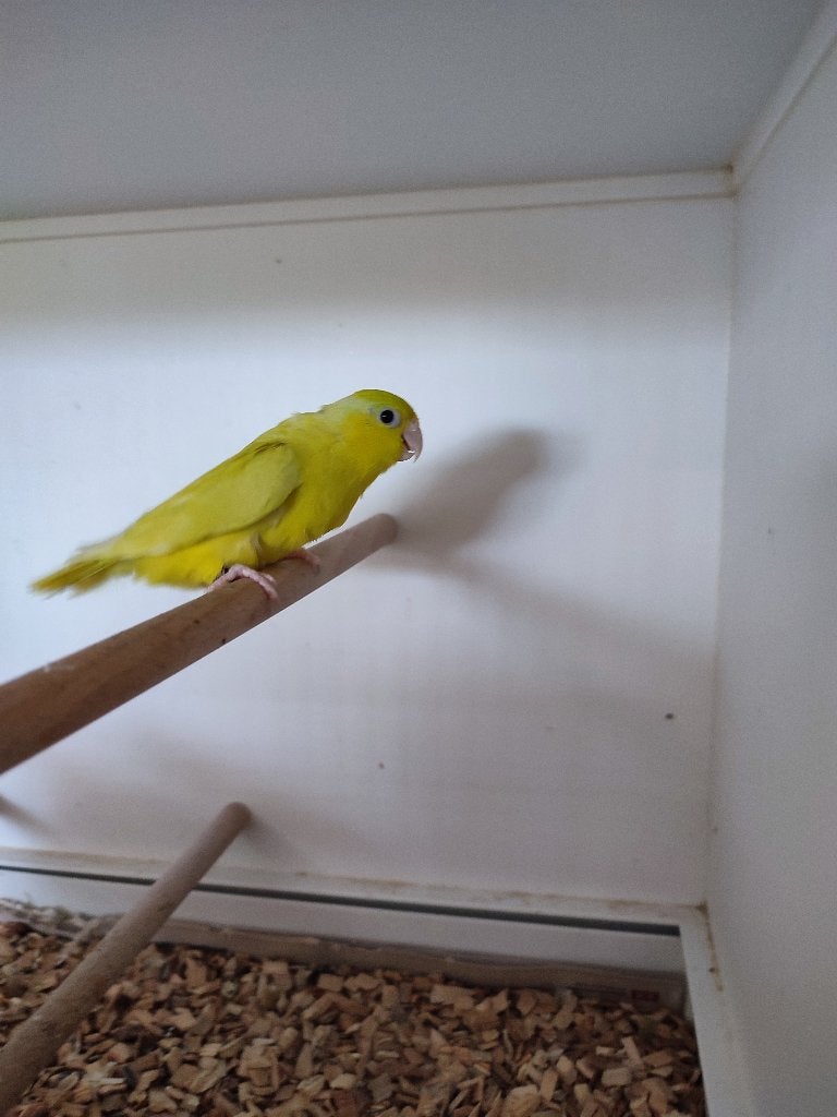 Forpussen, Dieren en Toebehoren, Vogels | Overige Vogels, Meerdere dieren