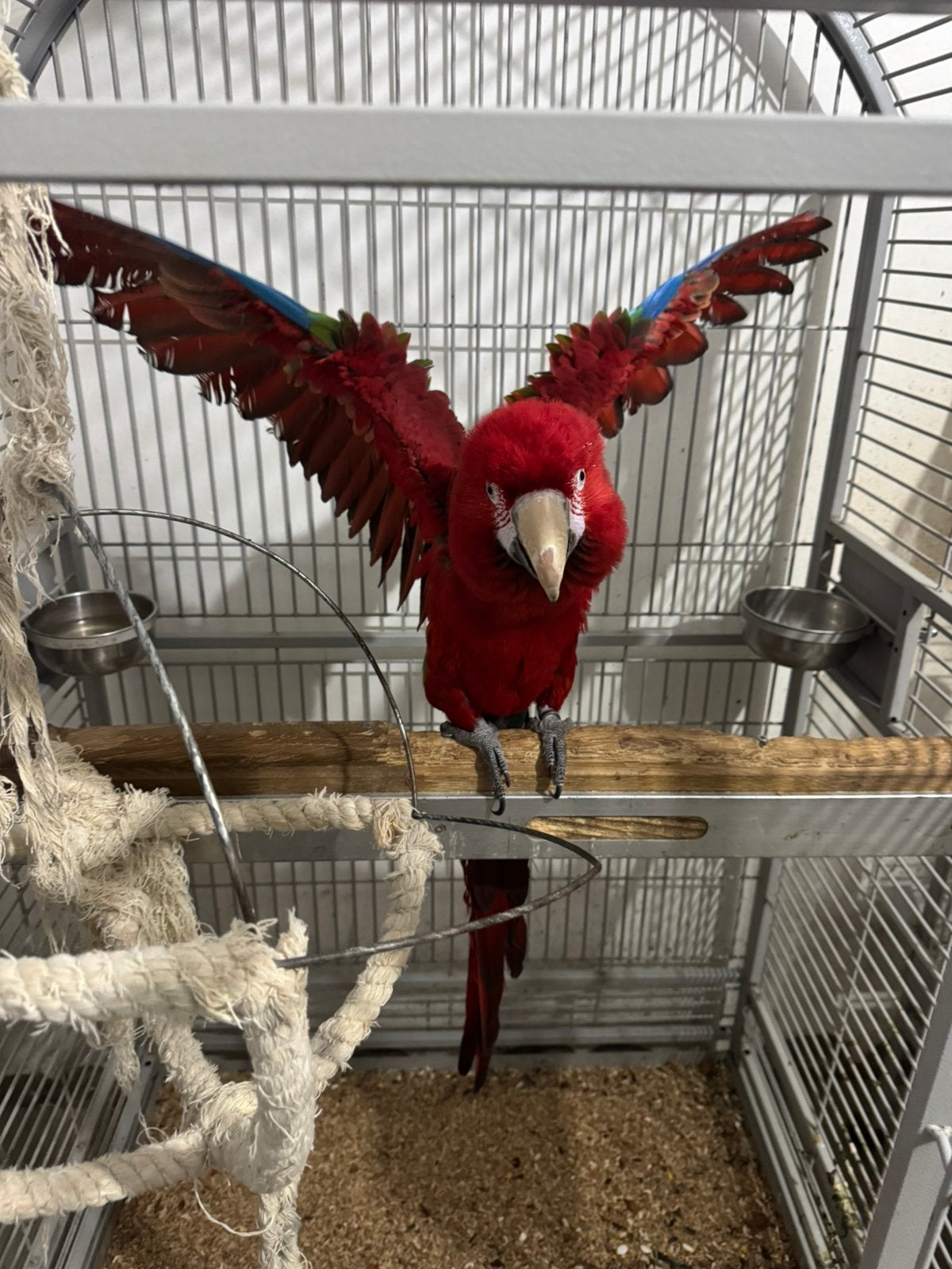 Ara te koop, Animaux & Accessoires, Oiseaux | Perruches & Perroquets