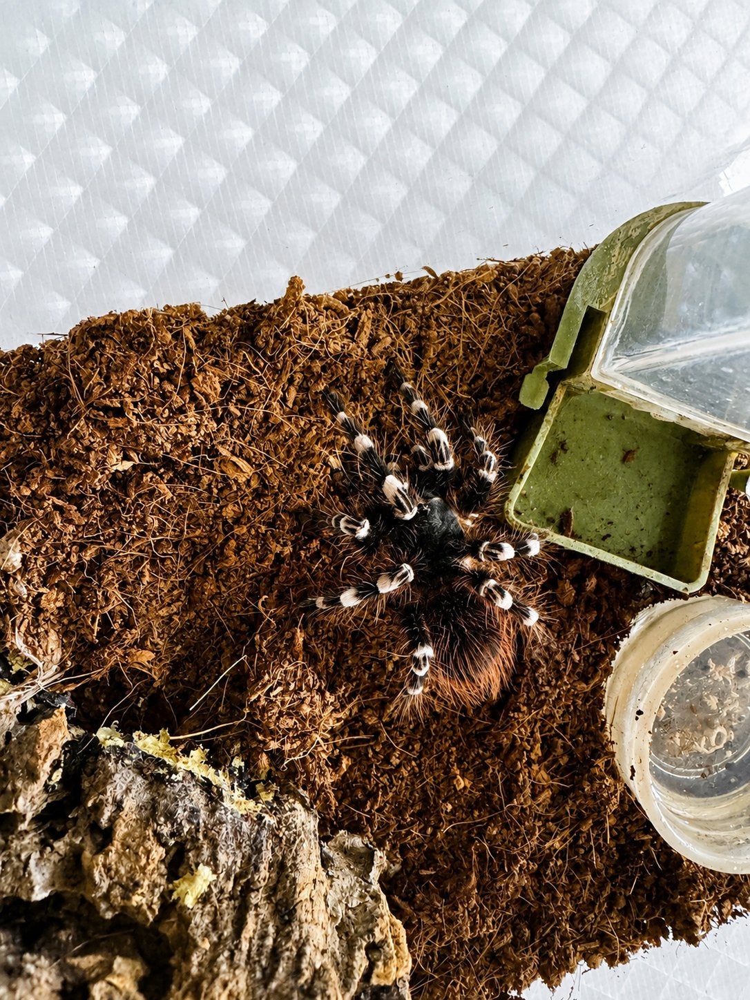 Acanthoscurria geniculata (Brazilian White Knee) Vrouw, Spin of Schorpioen