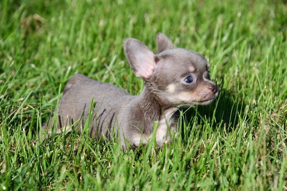 Chihuahua pups te koop (korthaar), België, CDV (hondenziekte), 8 tot 15 weken, Teef