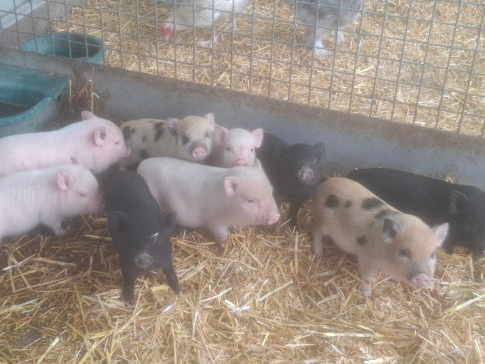 gottinger mini varkens biggen varken , ruime keuze, Dieren en Toebehoren, Meerdere dieren, Varken, 0 tot 2 jaar