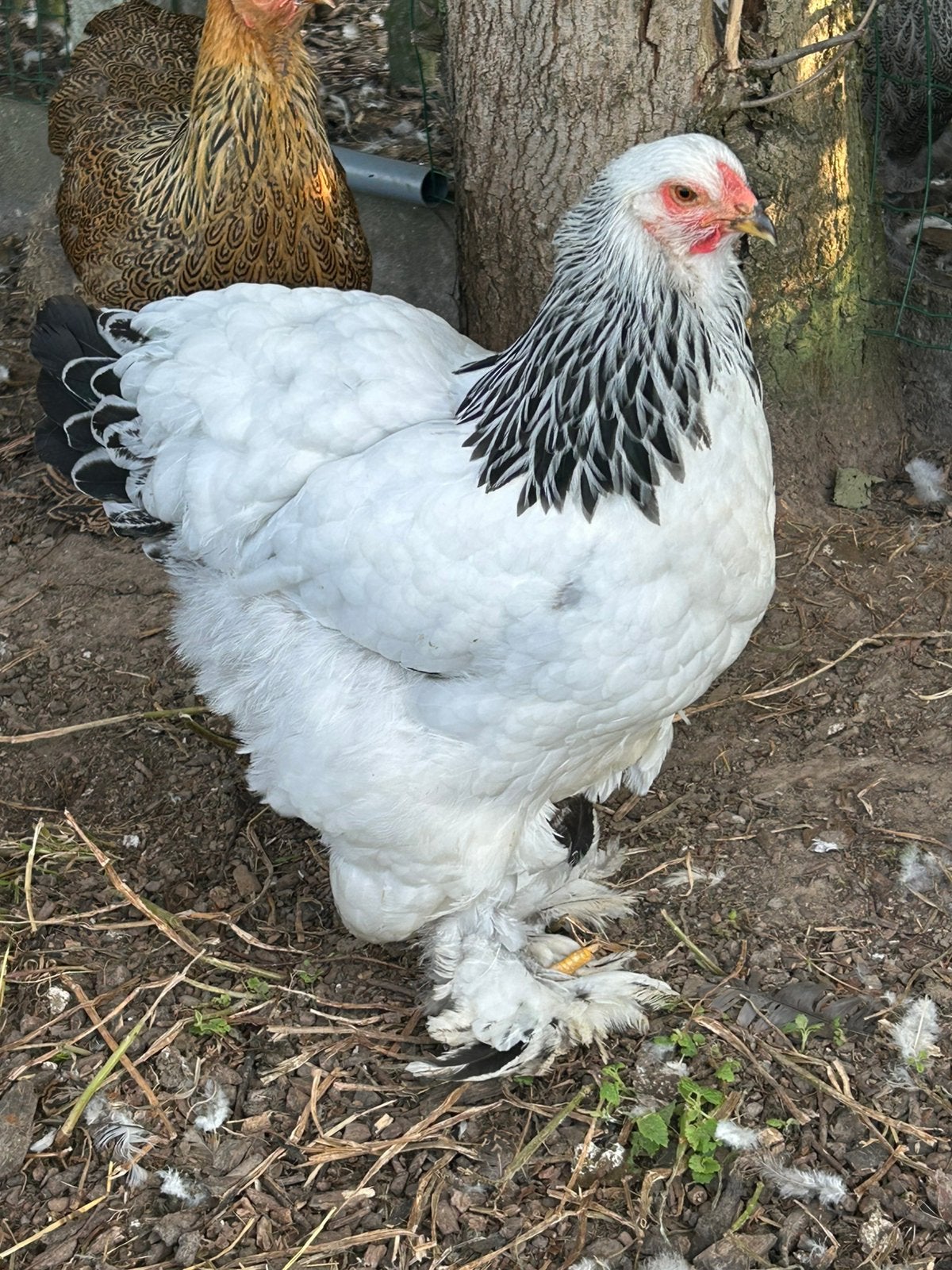 Verschillende brahma hennen te koop tentoonstellingkwaliteit, Femelle, Poule ou poulet