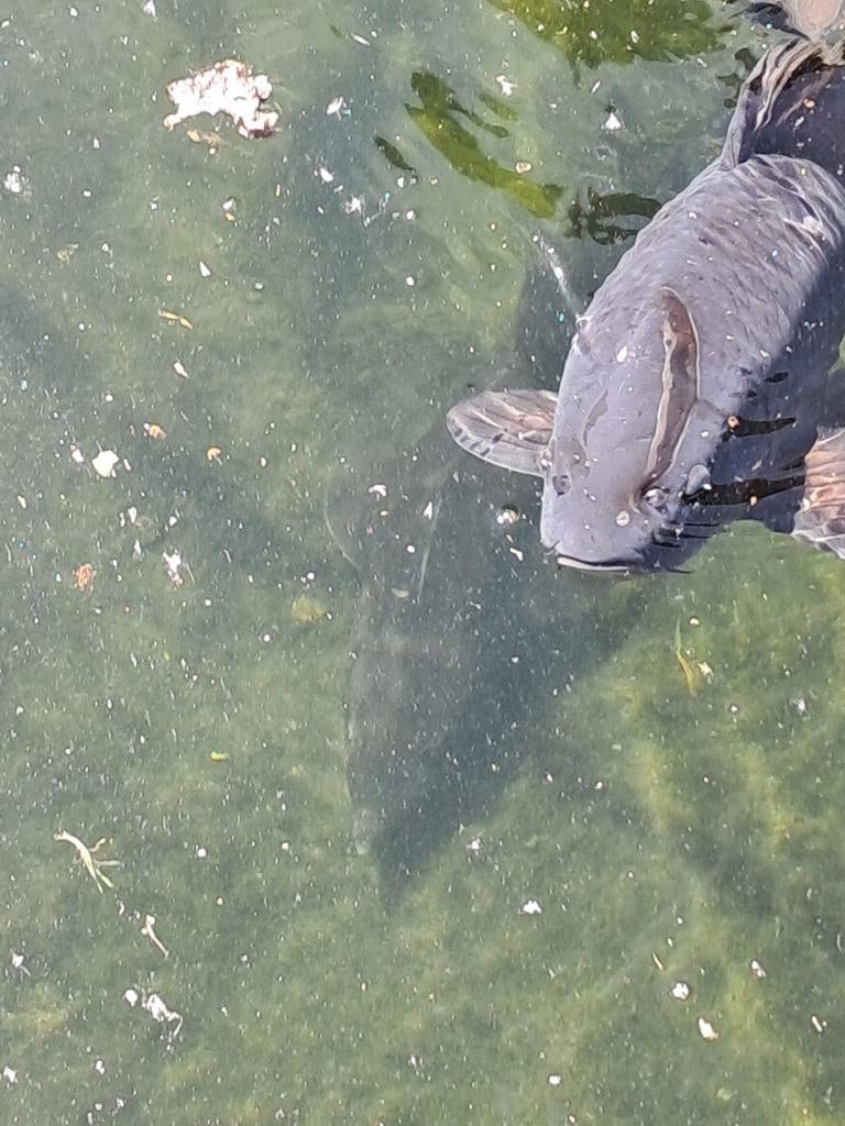 Koi karpers, Dieren en Toebehoren, Vissen | Vijvervissen