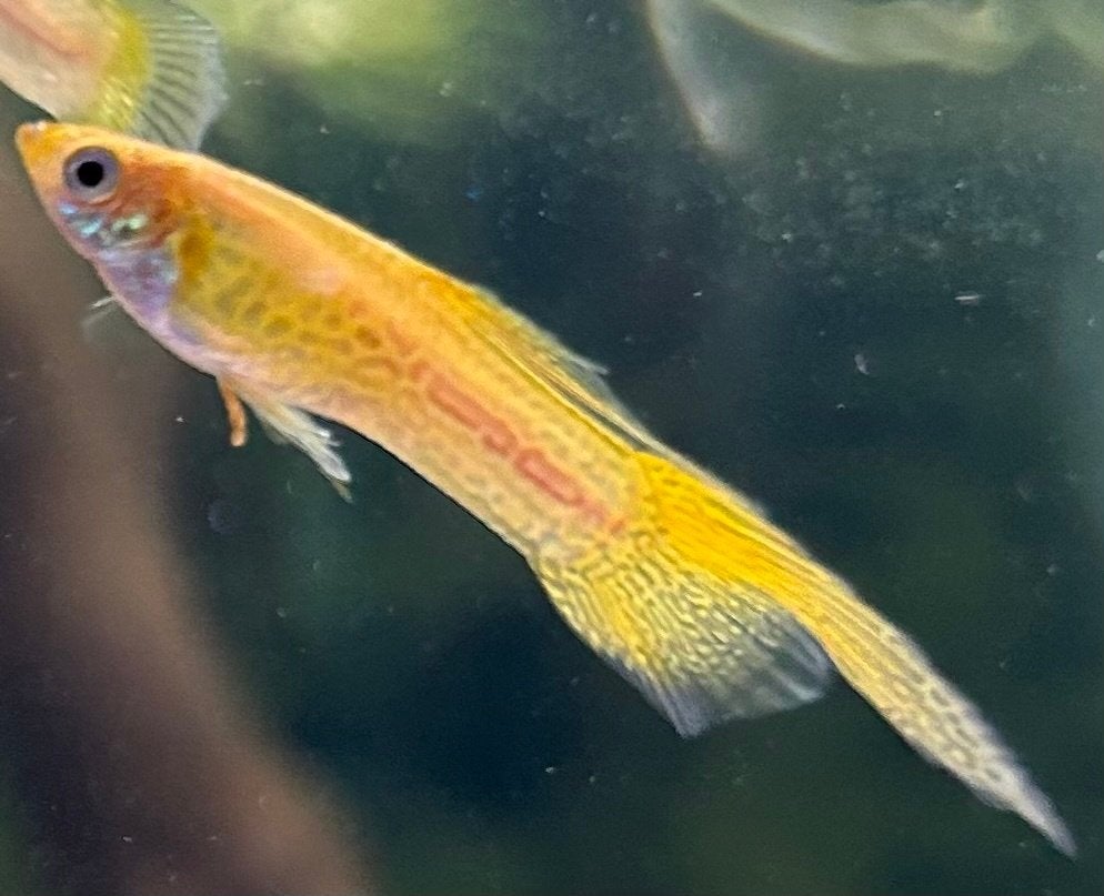 Cobra Swordtail Blond Guppy's, Dieren en Toebehoren, Vissen | Aquariumvissen, Vis, Zoetwatervis, Schoolvis