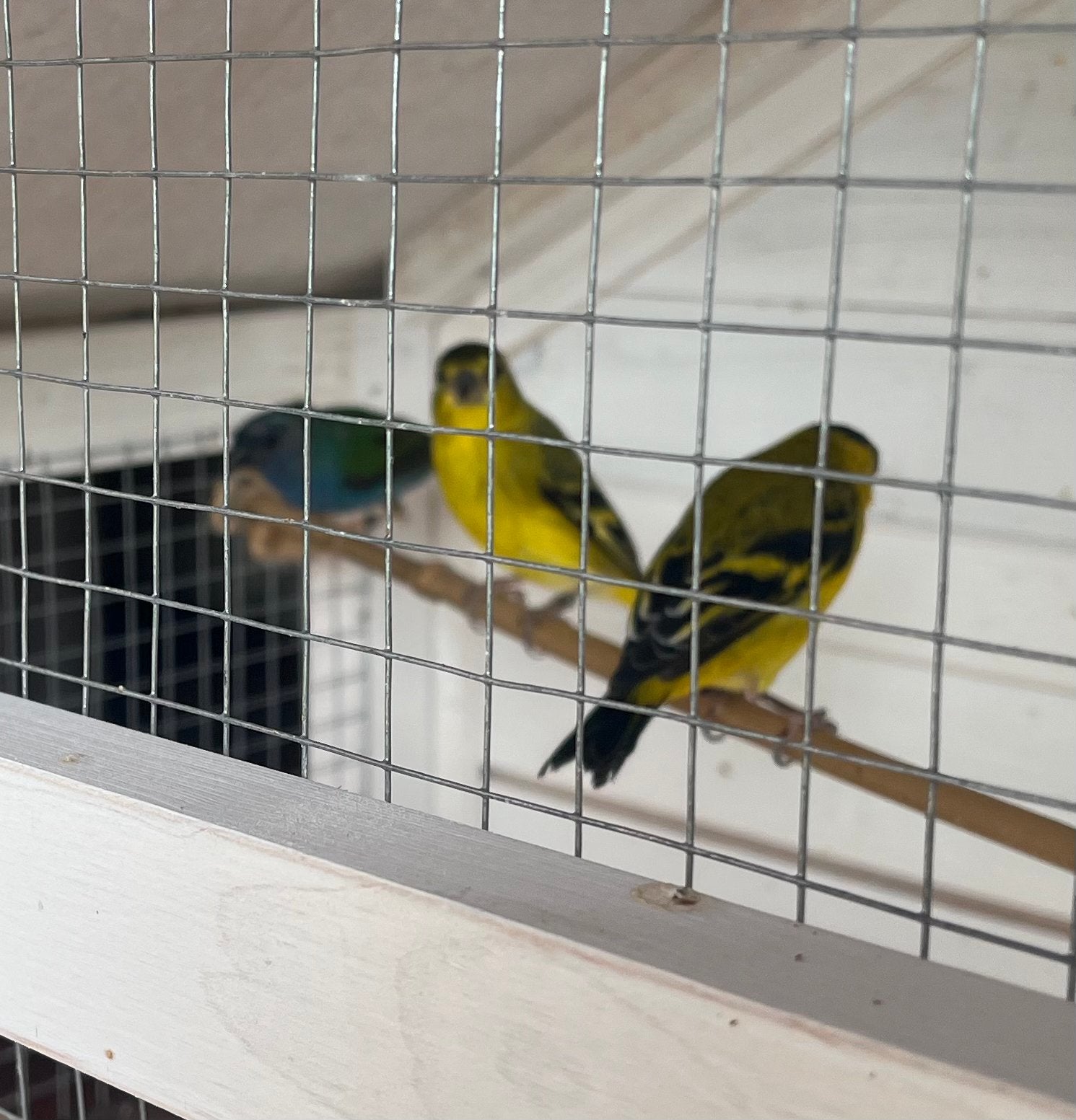 Colombiaans sijsje koppel en een papegaai amandine popje, Dieren en Toebehoren, Meerdere dieren, Parkiet