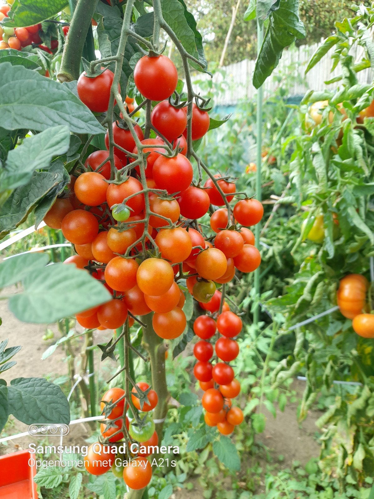 Tomates à grignoter et/ou piments verts biologiques, Enlèvement
