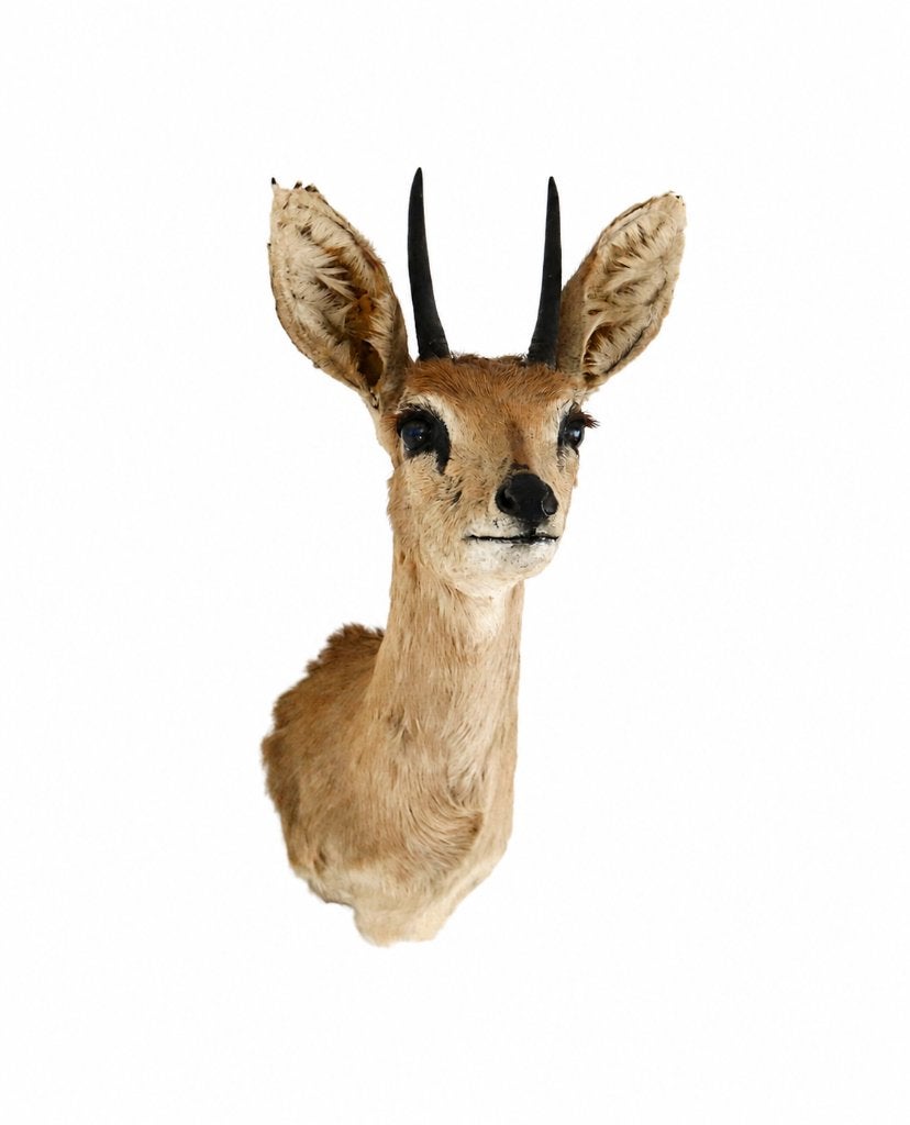 Opgezette kop shoulder mount steenbokantilope taxidemie, Collections, Collections Animaux, Enlèvement, Utilisé, Cerf