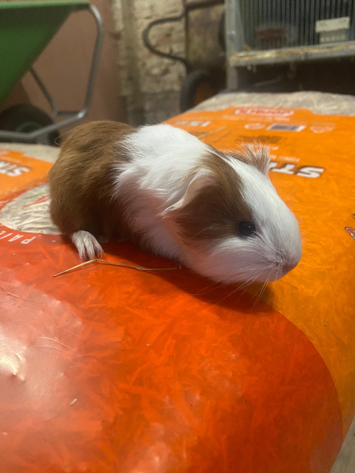 Sheltie Beertje, Dieren en Toebehoren, Knaagdieren, Mei, Mannelijk, Cavia