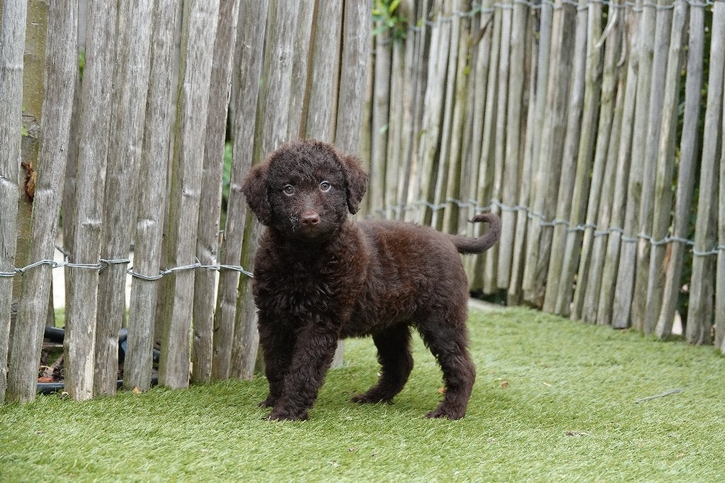 Magnifiques chiots Labradoodle Medium chocolat avec pedigree, 15 semaines à 1 an, Maladie de Carré (chiens), Autres races, Éleveur | Professionnel