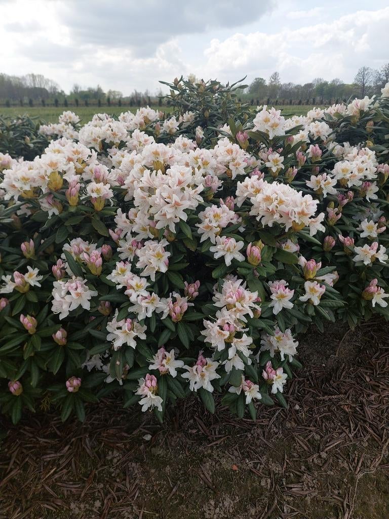 Rhododendron Cunningham White, localisation : Oisterwijk, Enlèvement ou Envoi, Rhododendron