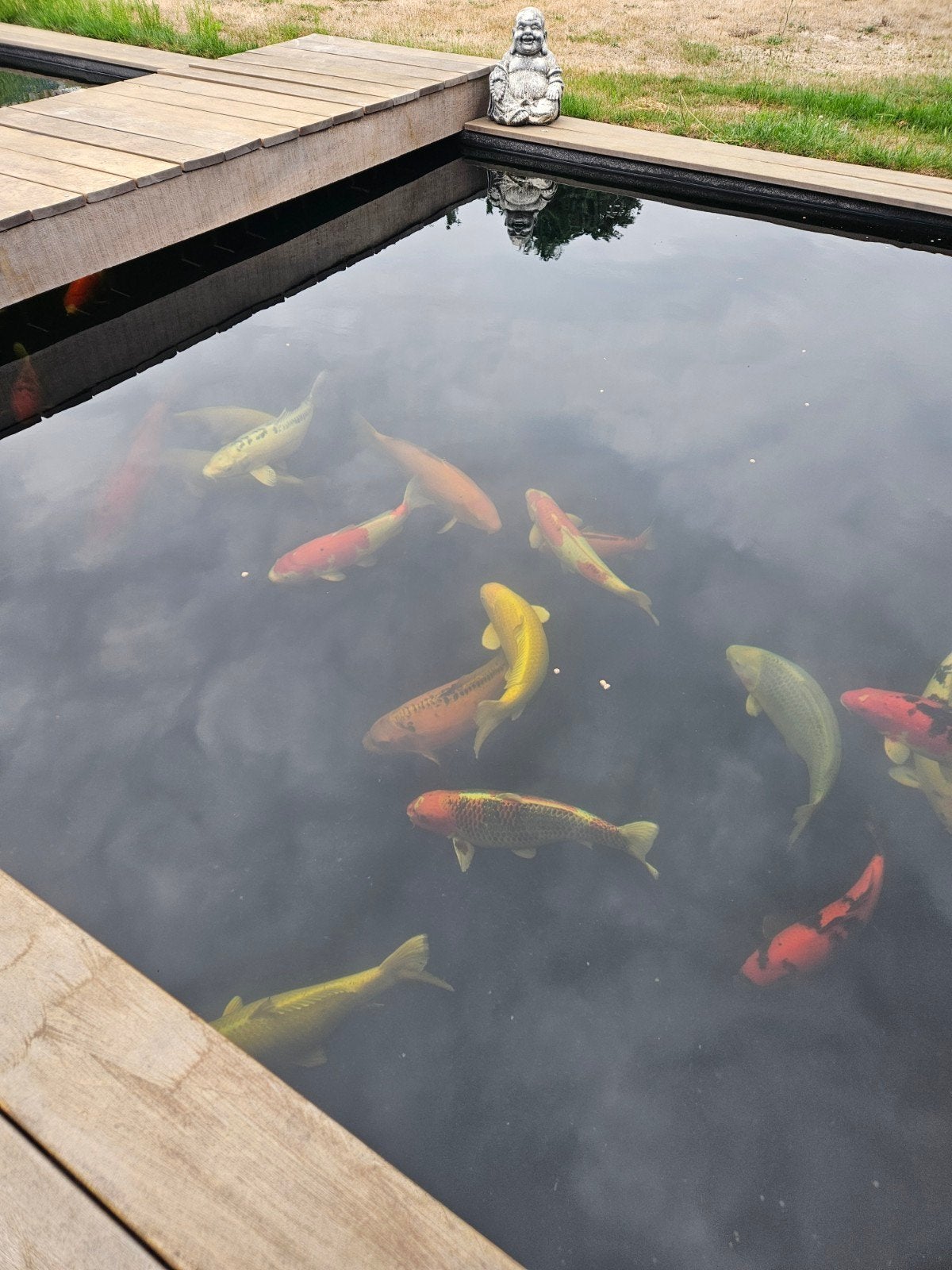 diverse koi's, Dieren en Toebehoren, Vissen | Vijvervissen