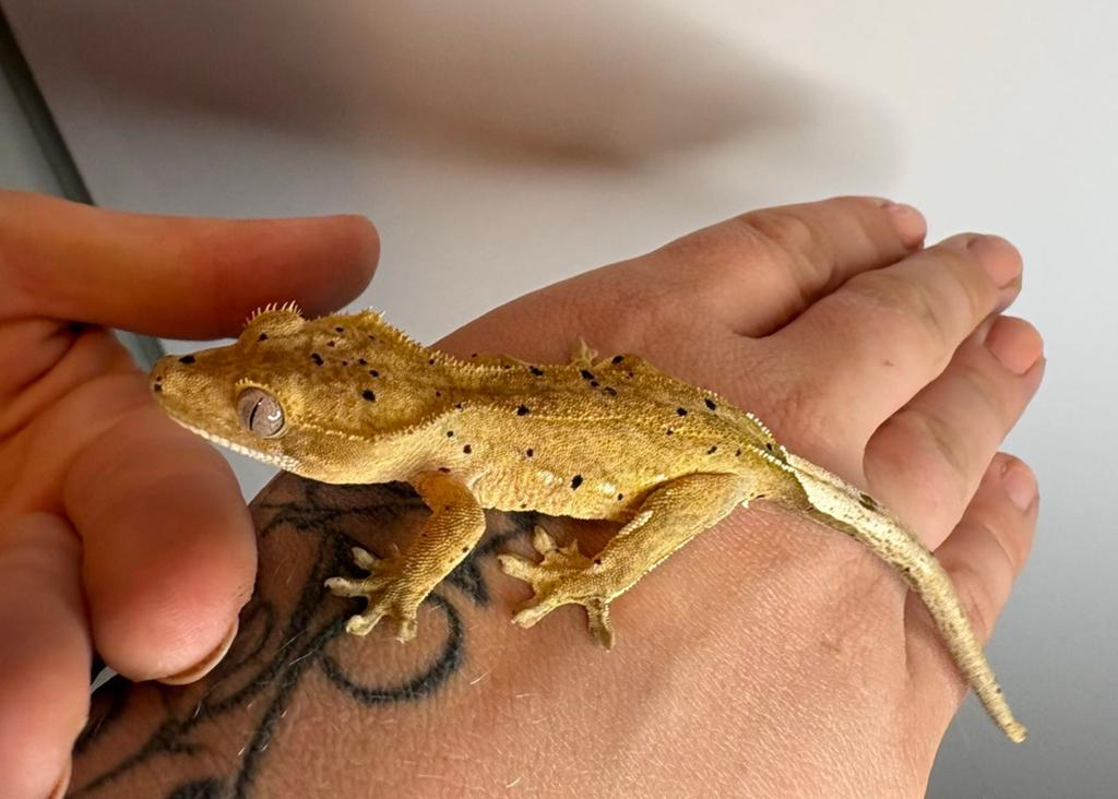 Wimpergekko, Dieren en Toebehoren, Hagedis, 0 tot 2 jaar