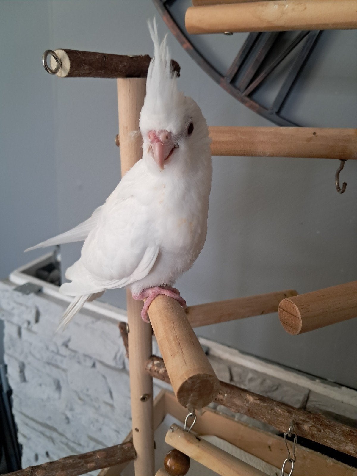 Tamme albino valkparkiet pop met dna certificaat., Dieren en Toebehoren, Vogels | Parkieten en Papegaaien, Vrouwelijk, Parkiet