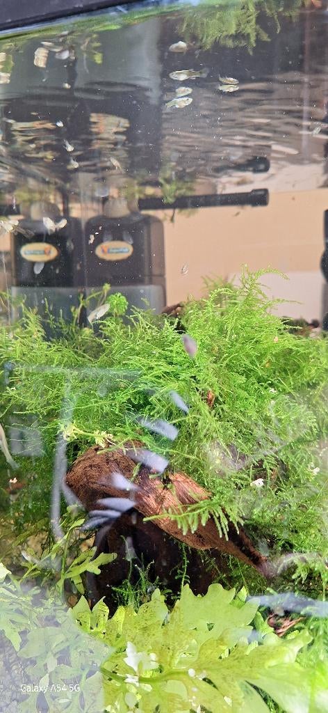 Gratis guppies, Poisson, Poisson d'eau douce