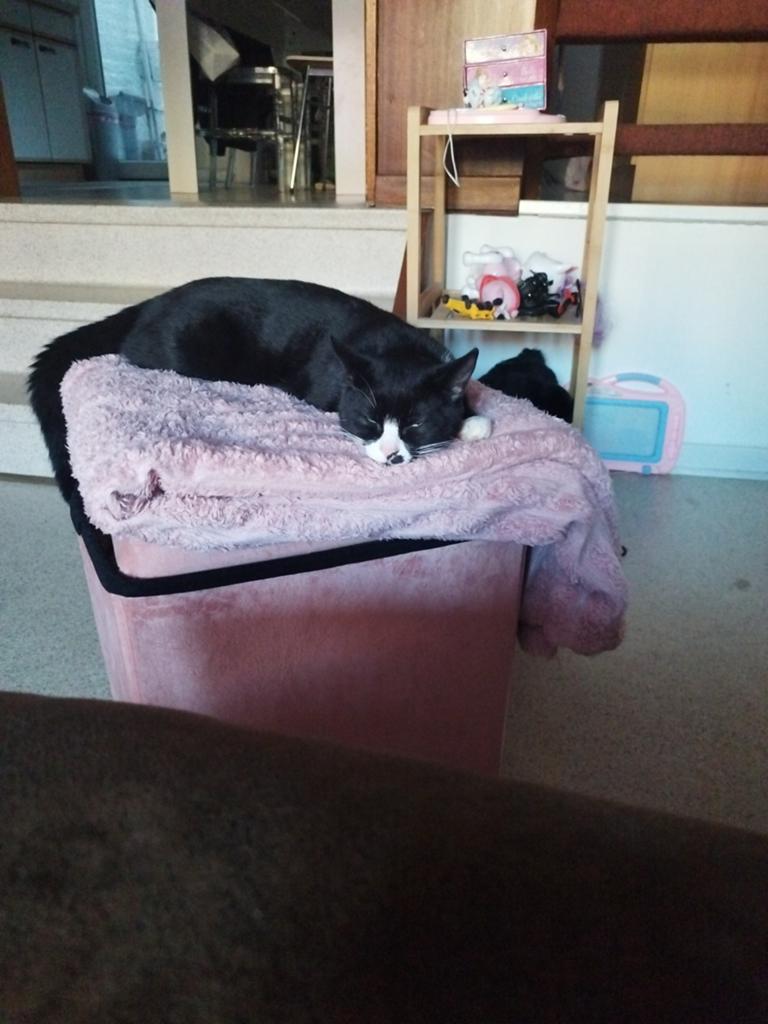 Nounou pour chats, Ophalen
