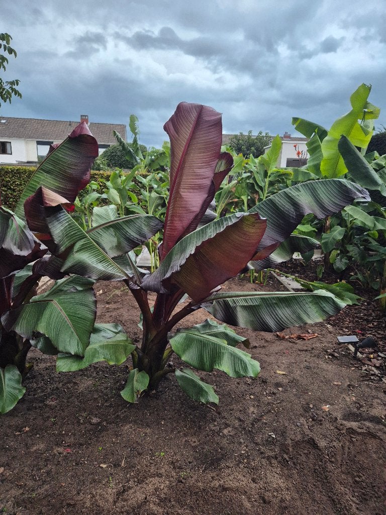 Ensete maurelli, Volle zon, Vaste plant, Bloeit niet, Ophalen