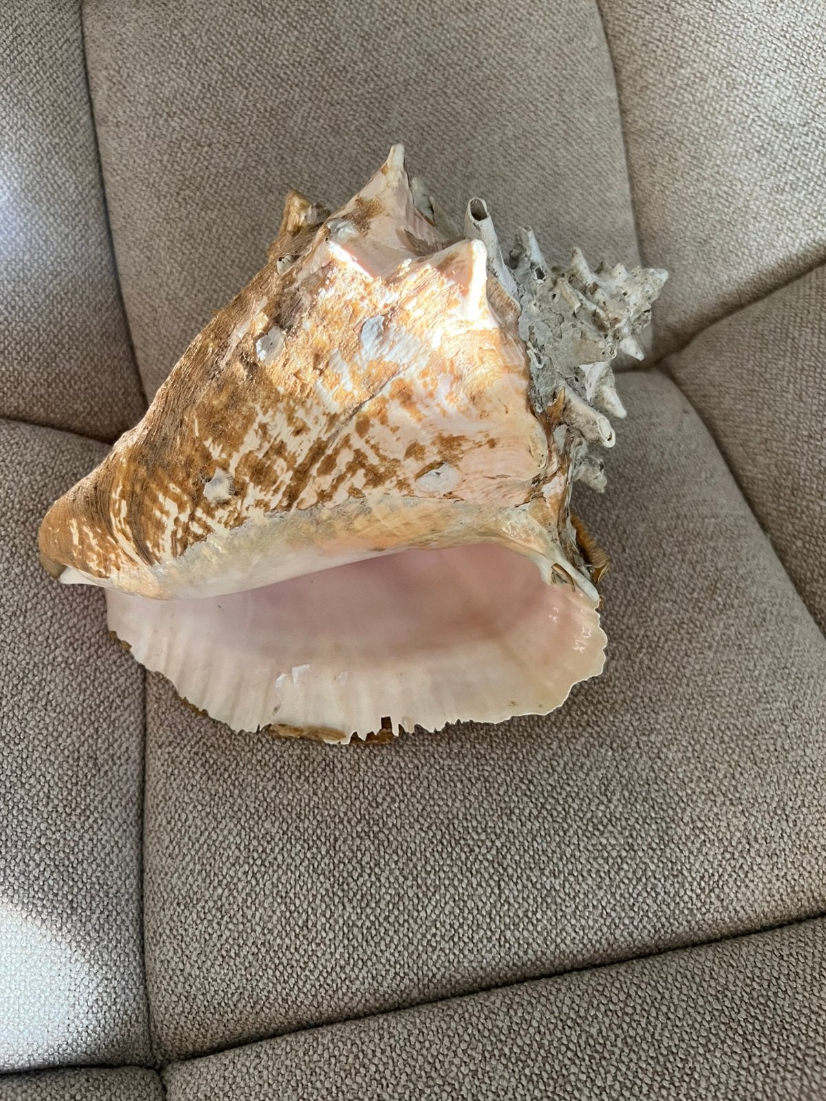 Grote 25 cm schelp, Ophalen of Verzenden